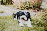 一只迷人的黑白小狗在草地上享受着阳光明媚的一天