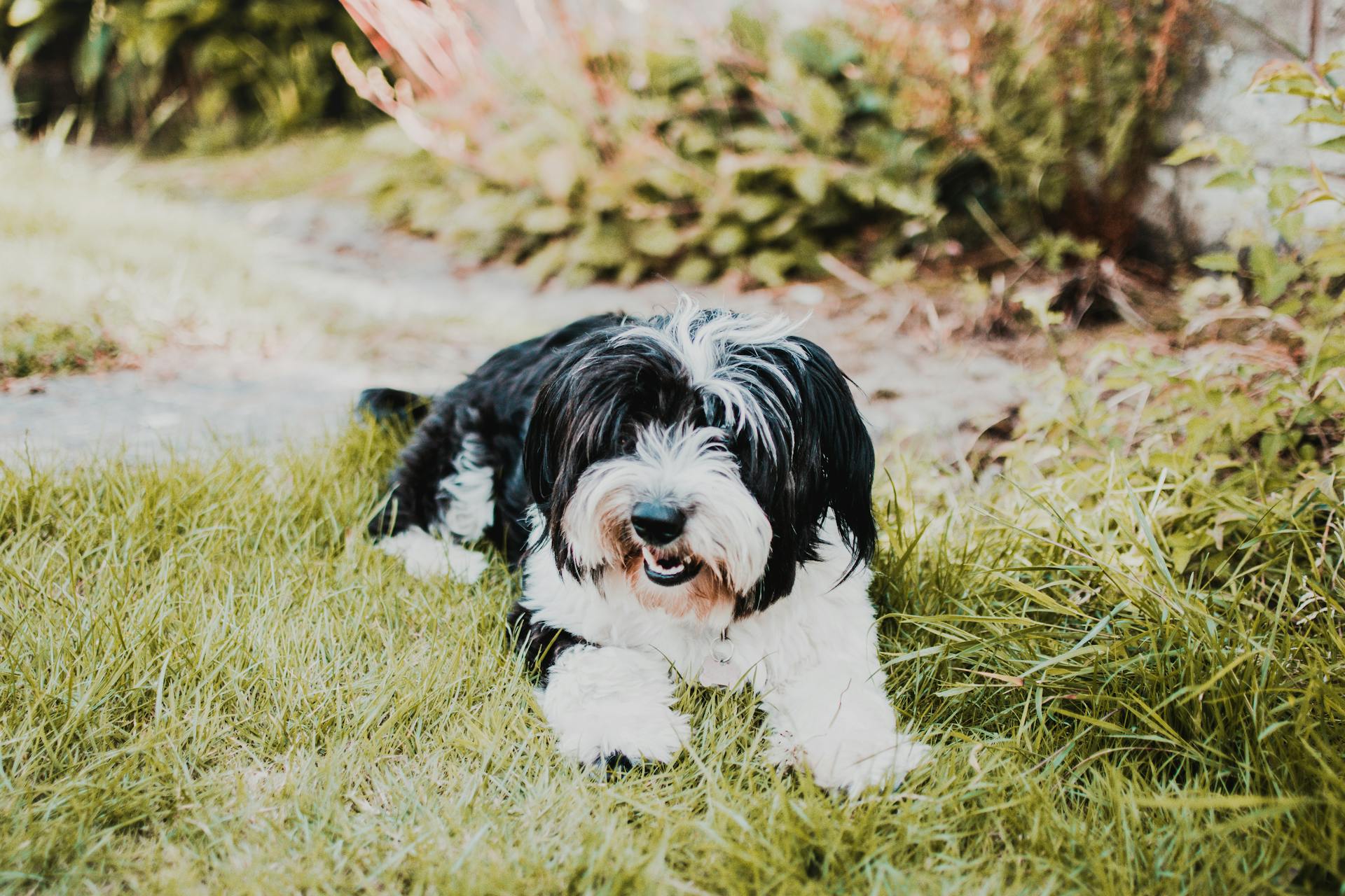 Vuxen svartvit shih-tzu som ligger på grönt gräs