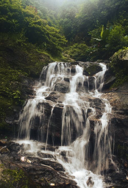 Foto d'estoc gratuïta de bosc, cascada, verdor