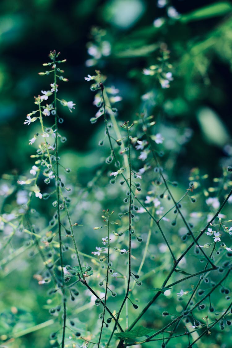 Close Up Photo Of Green Flowering Plant