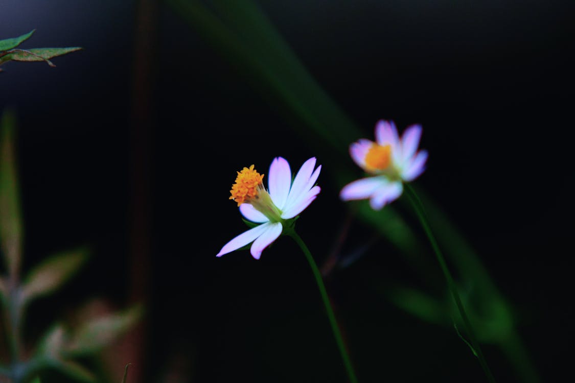 Closeup Photo of Purple and White Petaled Flower