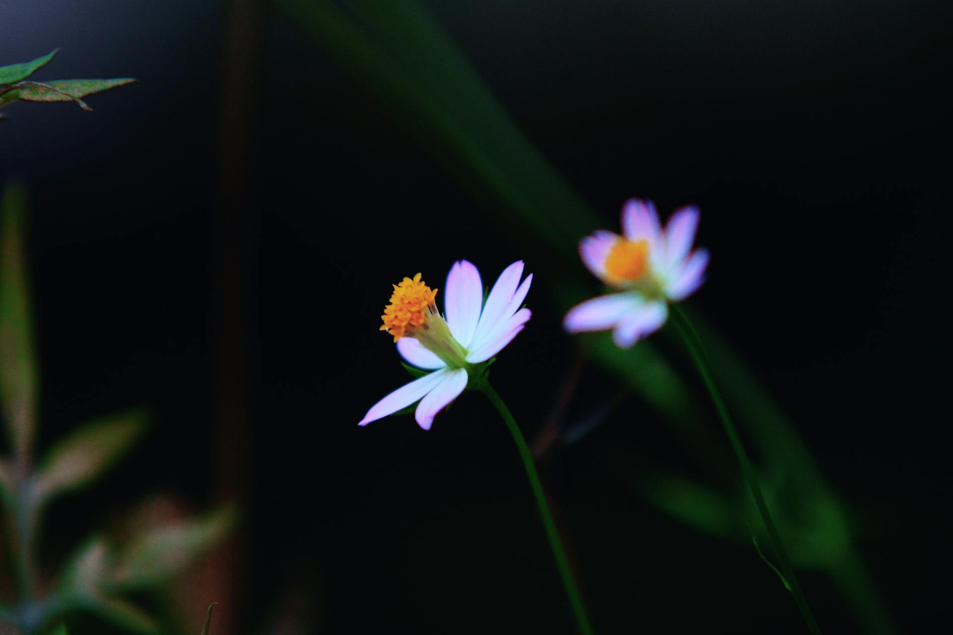 Beautiful daisies with soft petals captured in a garden with a dark background.