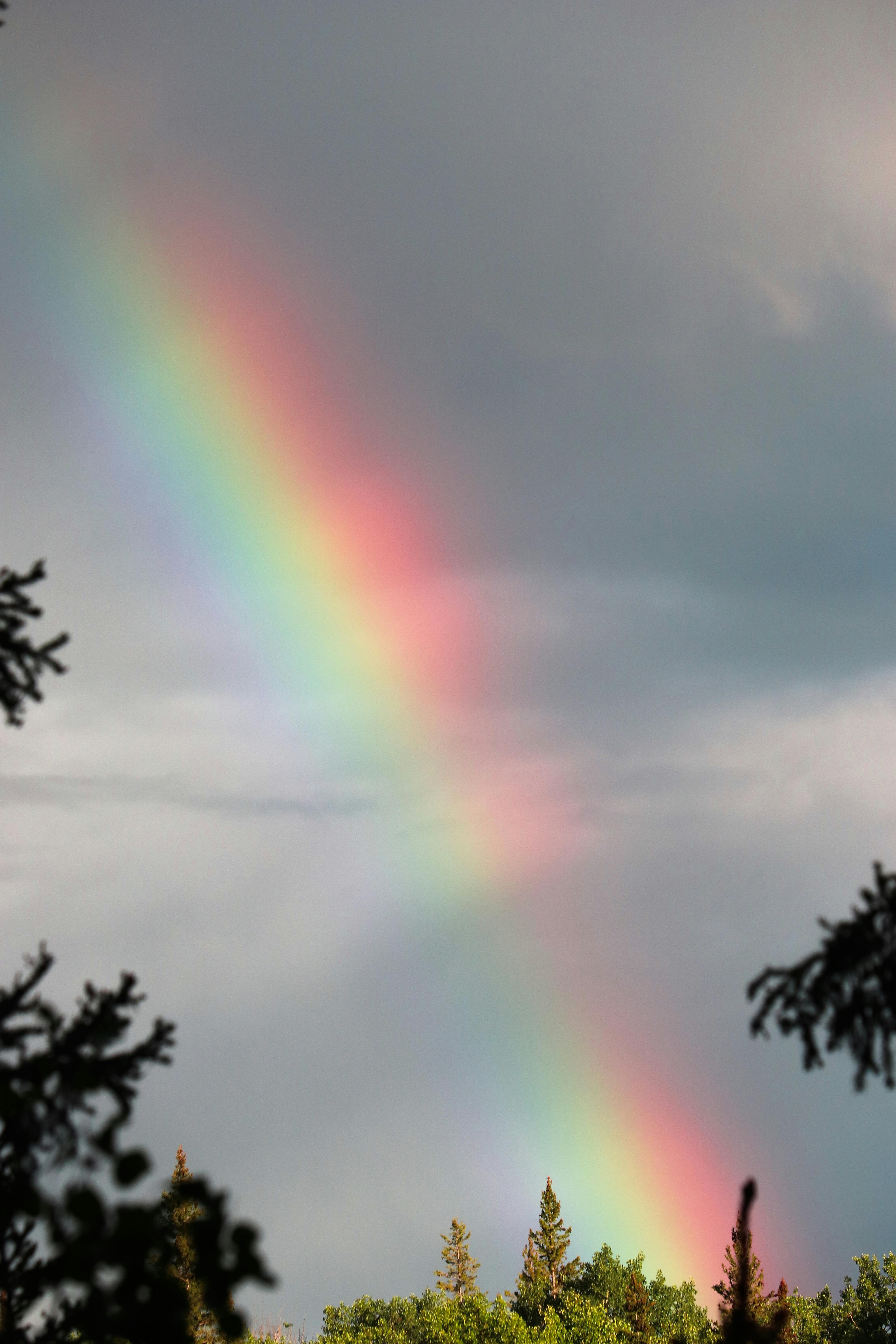 Gratis Fotos de stock gratuitas de al aire libre, ambiente, arboles Foto de stock