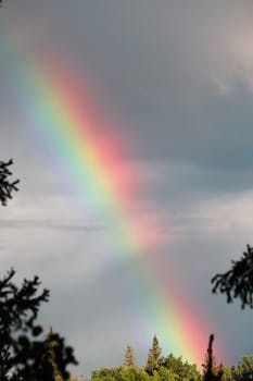 Stunning rainbow arcs across a cloudy sky above a lush green forest.