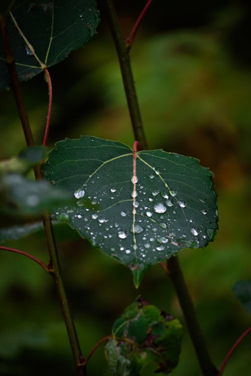 垂直拍摄, 樹葉, 水滴 的 免费素材图片