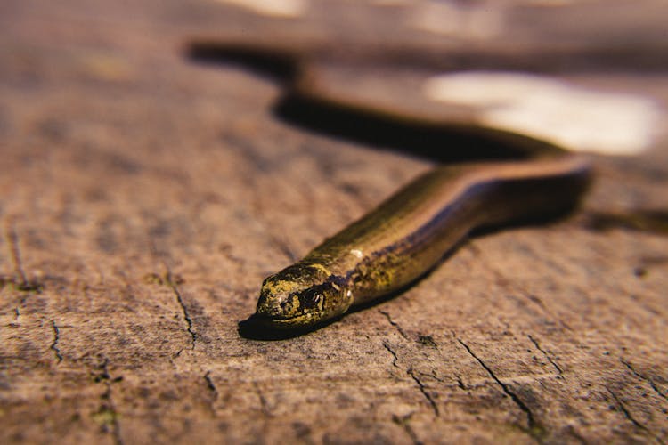 Brown Snake On Brown Surface