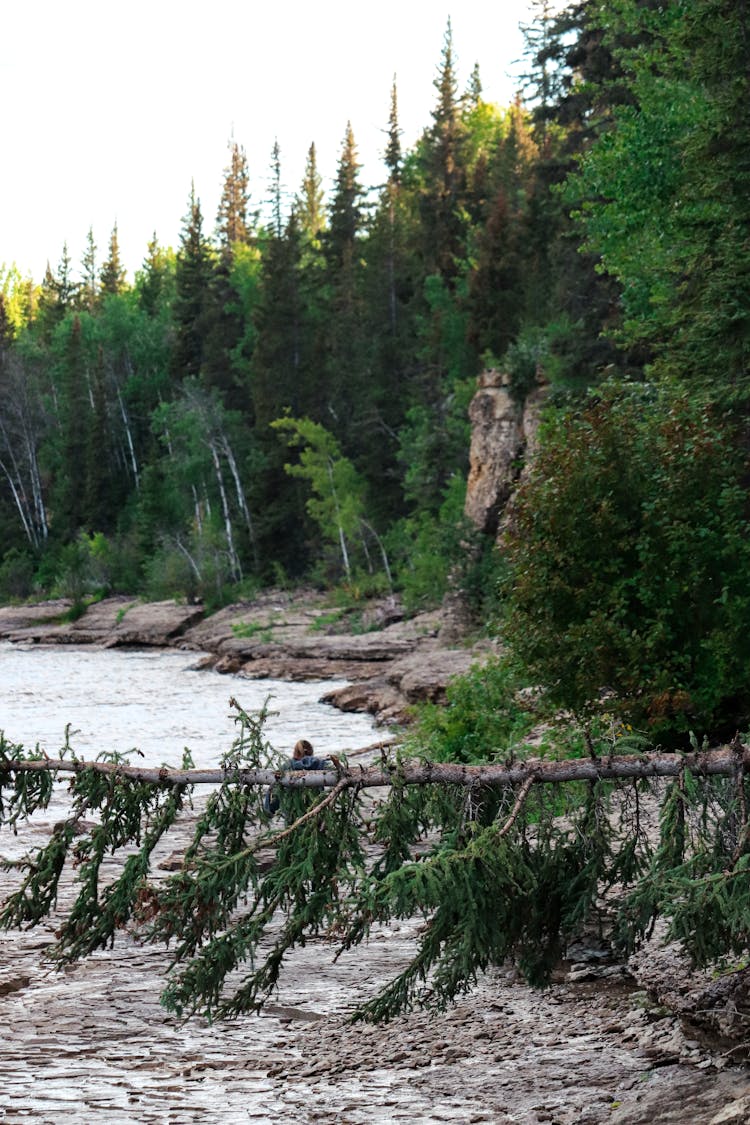 River Shore And A Pine Forest