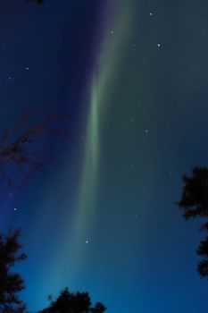 Vertical view of captivating aurora borealis illuminating the night sky with silhouetted trees.