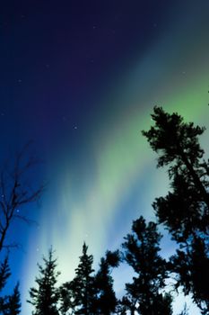 Spectacular northern lights creating a celestial display over silhouetted trees at night.