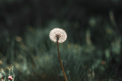 Photography Of Dandelion