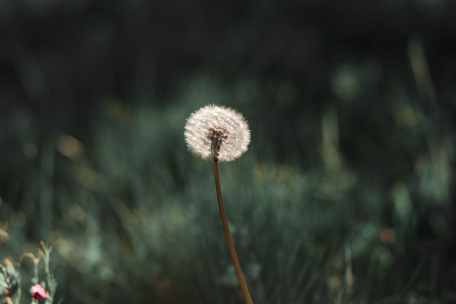 A delicate close-up of a dandelion puff against a blurred natural background, capturing springtime charm.