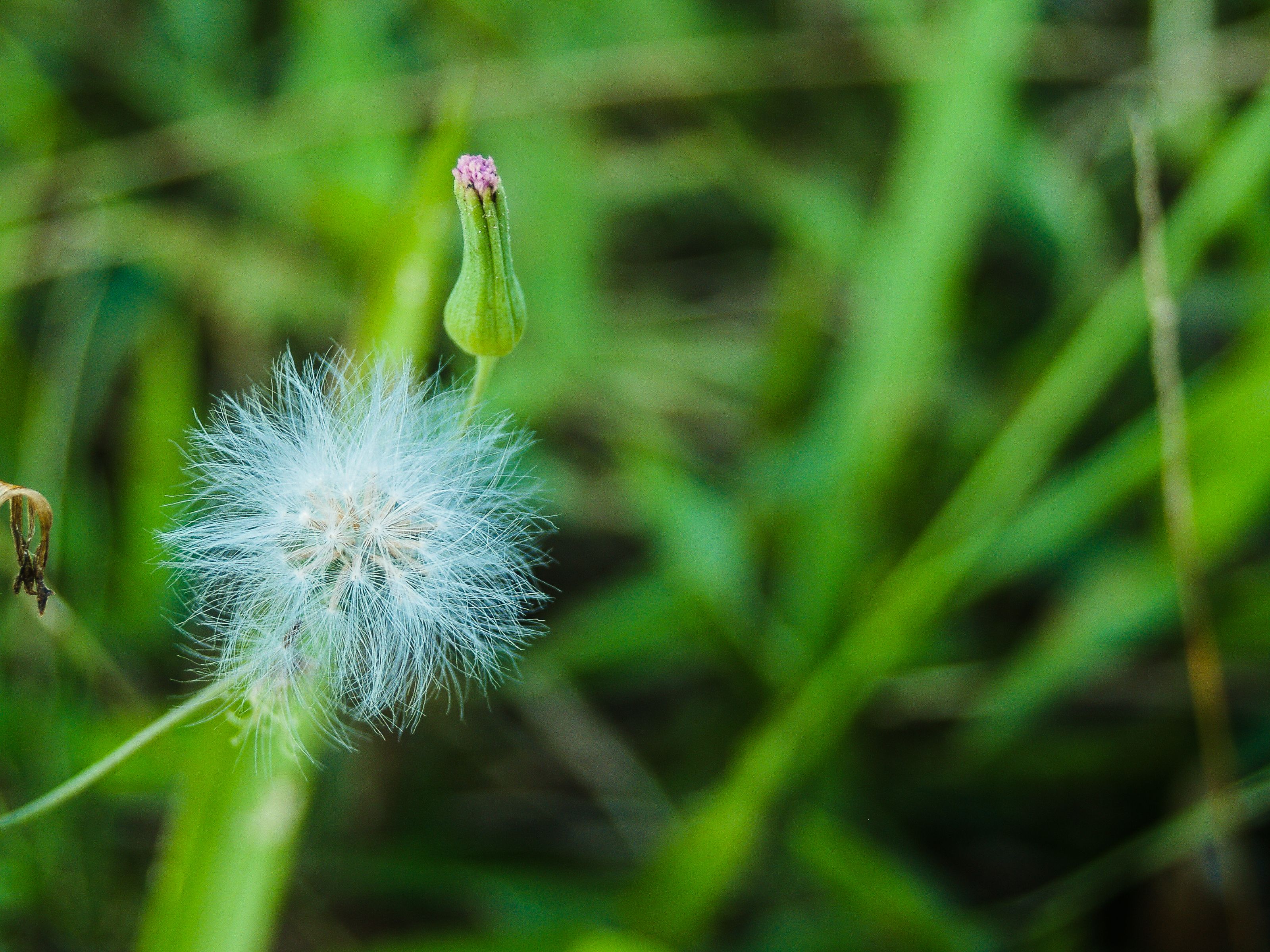 Roundup and Non-Hodgkin's Lymphoma: What You Need to Know