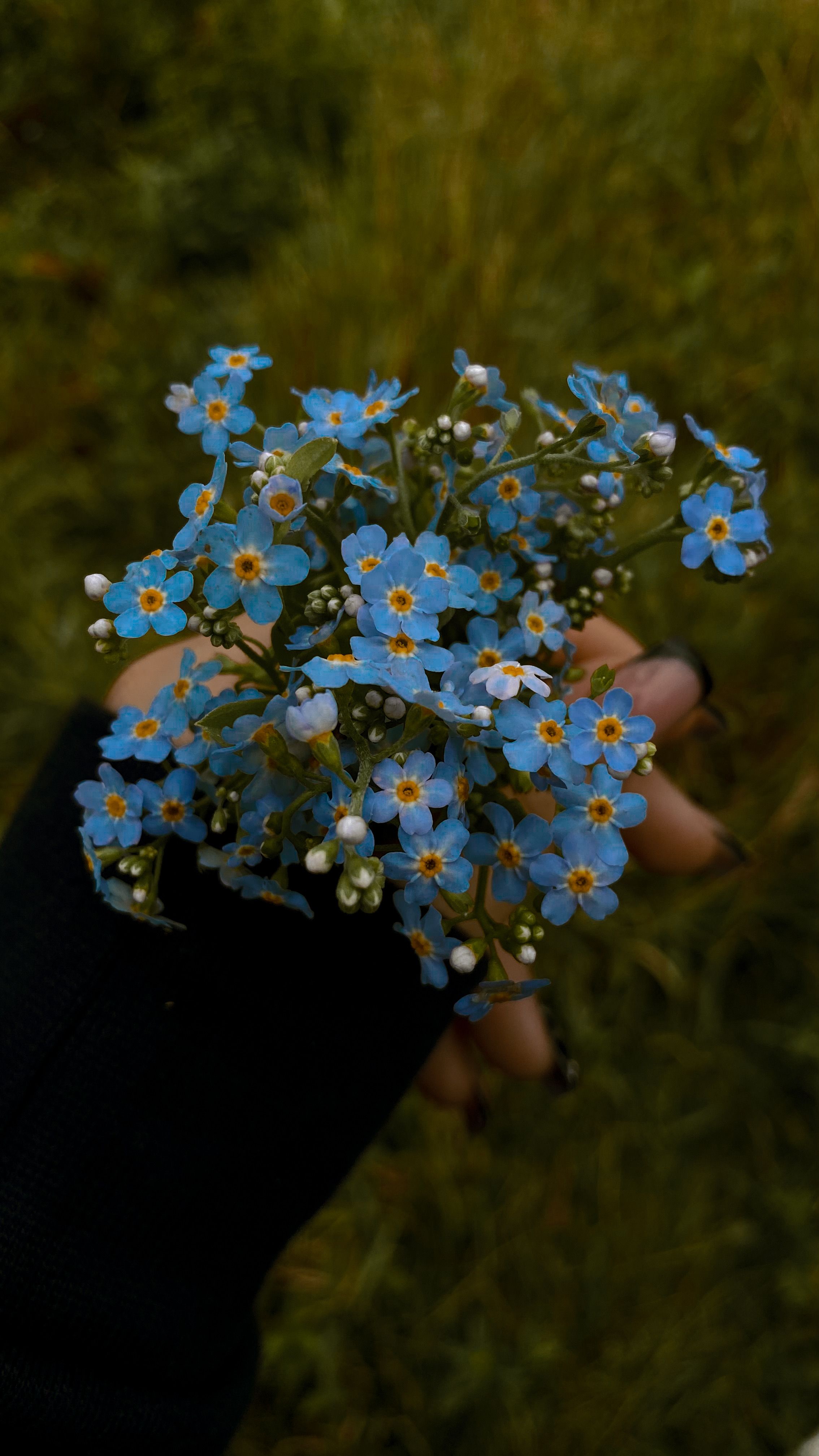 A Person Holding Blue Flowers · Free Stock Photo