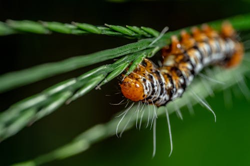Free Macro Shot of a Caterpillar on a Leaf Stock Photo