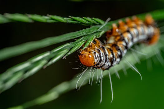 Macro shot capturing a vibrant, hairy caterpillar delicately resting on a green leaf.