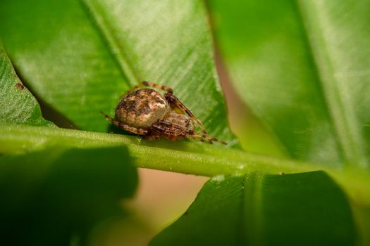 Brown and Black Bug on Green Leaf