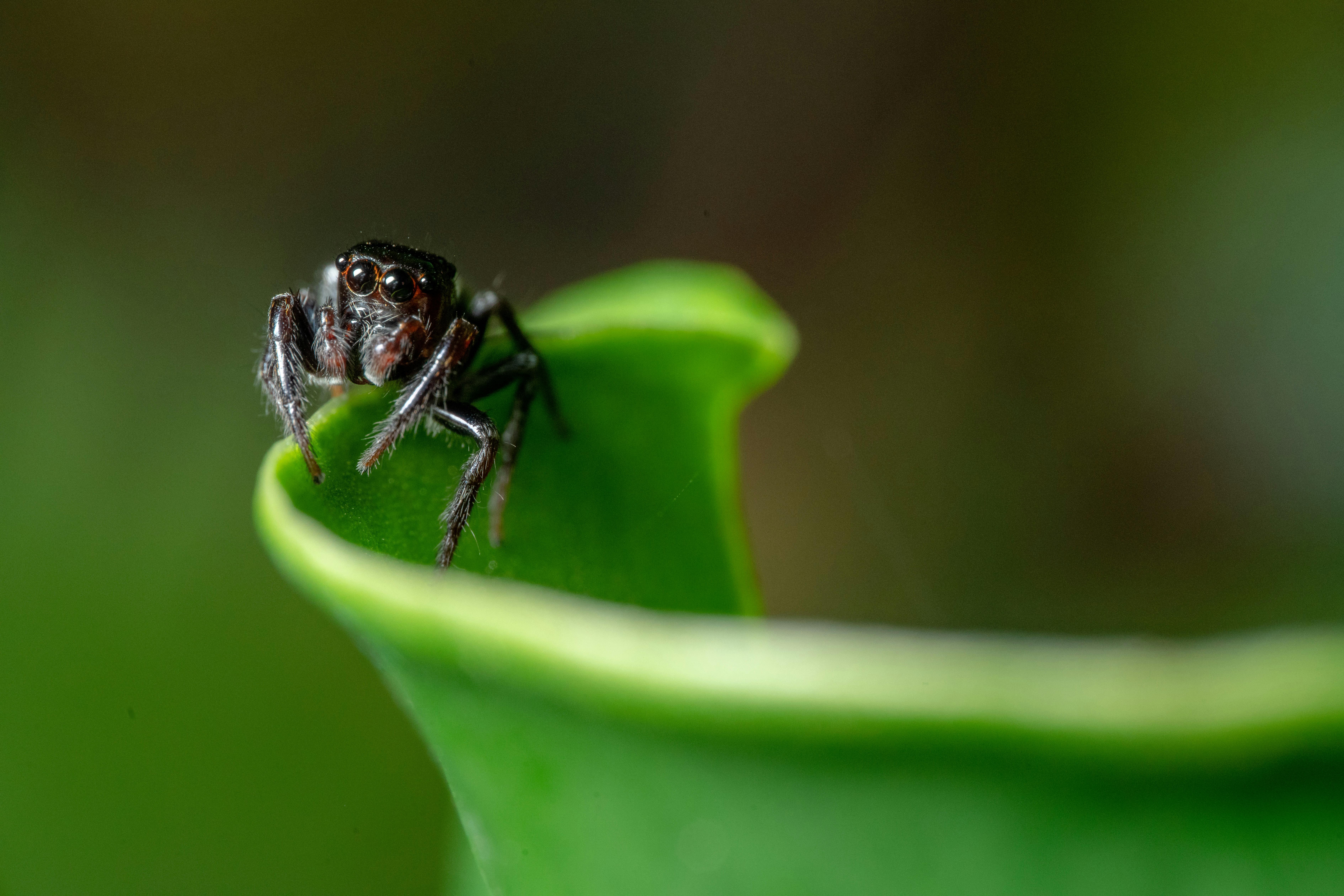 What keeps spider mites away?