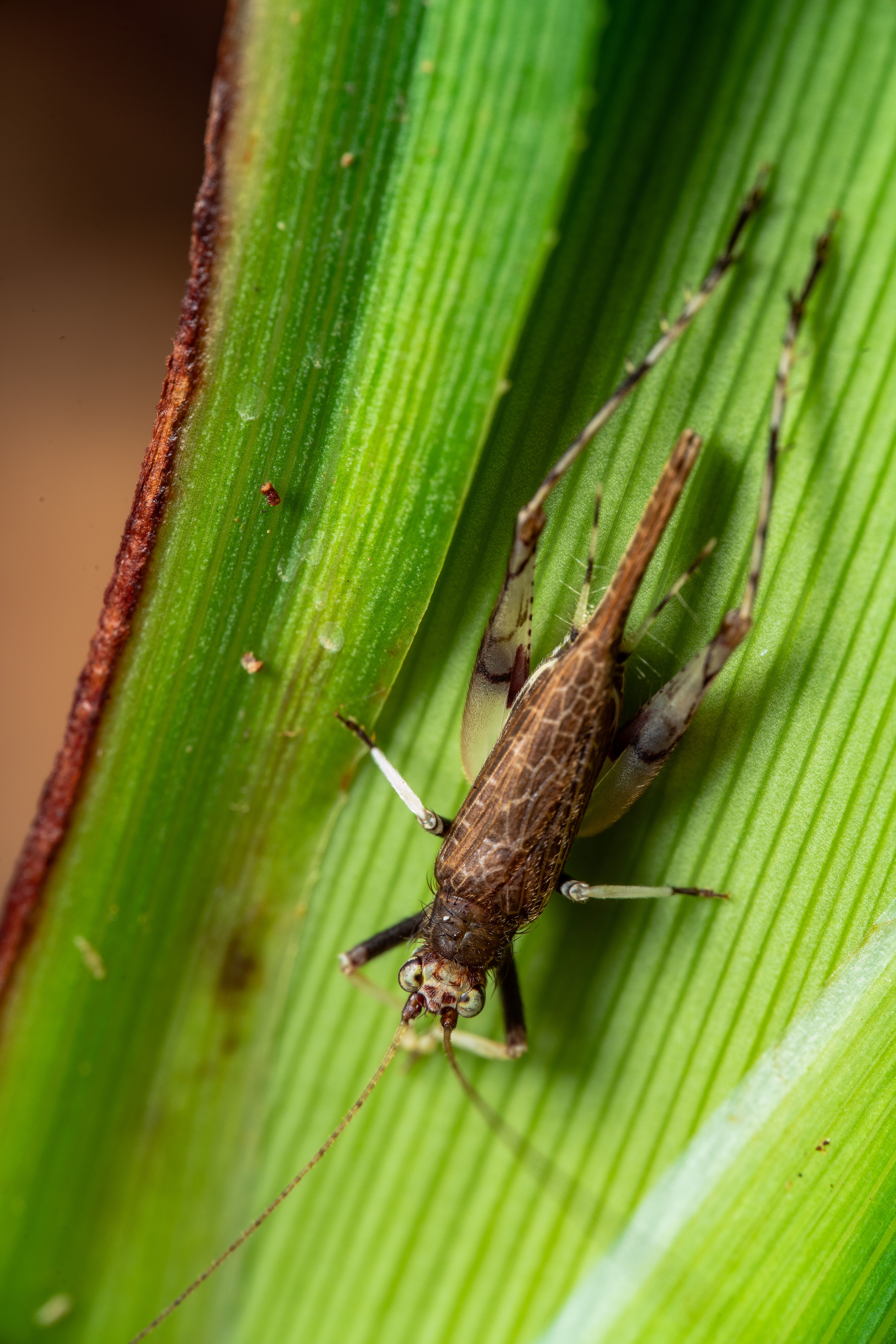Close-Up Shot of an Insect on a Leaf · Free Stock Photo
