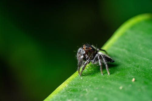 무료 거미, 극단적 인 근접 촬영, 동물의 무료 스톡 사진