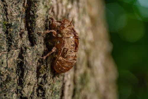 小蟲, 昆蟲, 樹幹 的 免费素材图片
