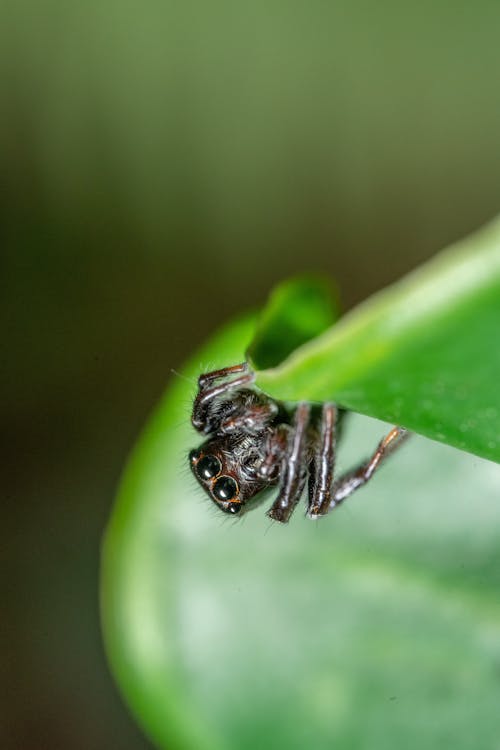 무료 거미, 극단적 인 근접 촬영, 동물의 무료 스톡 사진