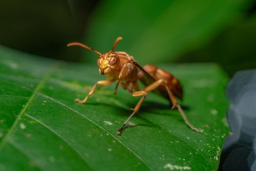 Free Extreme close-up of an ant perched on a vibrant green leaf, showcasing insect details. Stock Photo