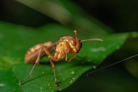 Detailed macro photography of an ant perched on a vibrant green leaf, highlighting insect features.