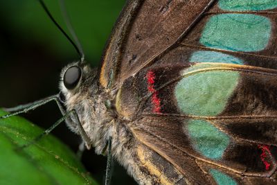 Butterfly on foliage by Jimmy Chan on Pexels