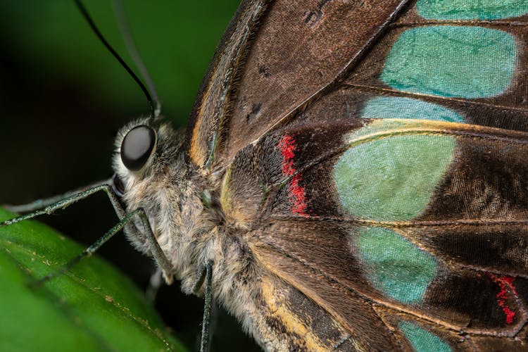 Macro Shot Of Butterfly On Leaf