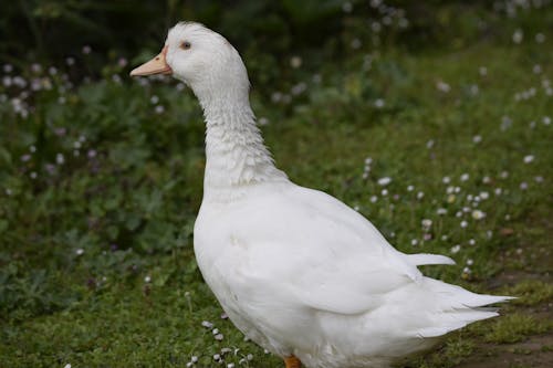 Close-Up Shot of a White Goose