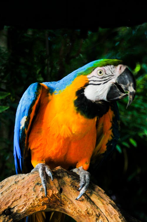 bezplatná Základová fotografie zdarma na téma divoký pták, papoušek, pták Základová fotografie
