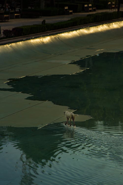 Dog Walking in Puddle