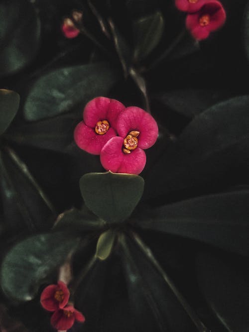 Close-Up Photo of Crown of Thorn Flowers