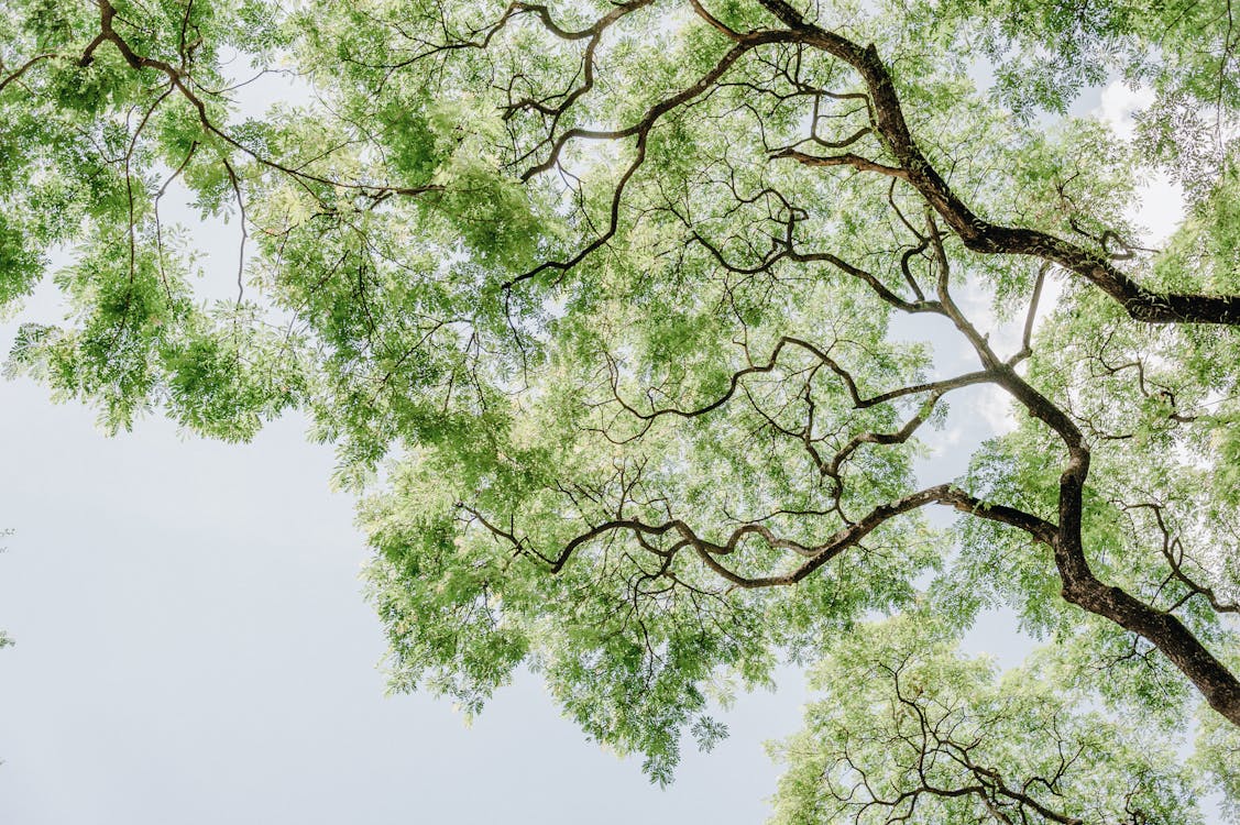 Yeşil Yapraklı Ağaç Düşük Açılı Fotoğrafçılık