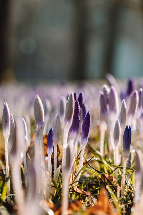 Purple Crocus Flowers in Bloom