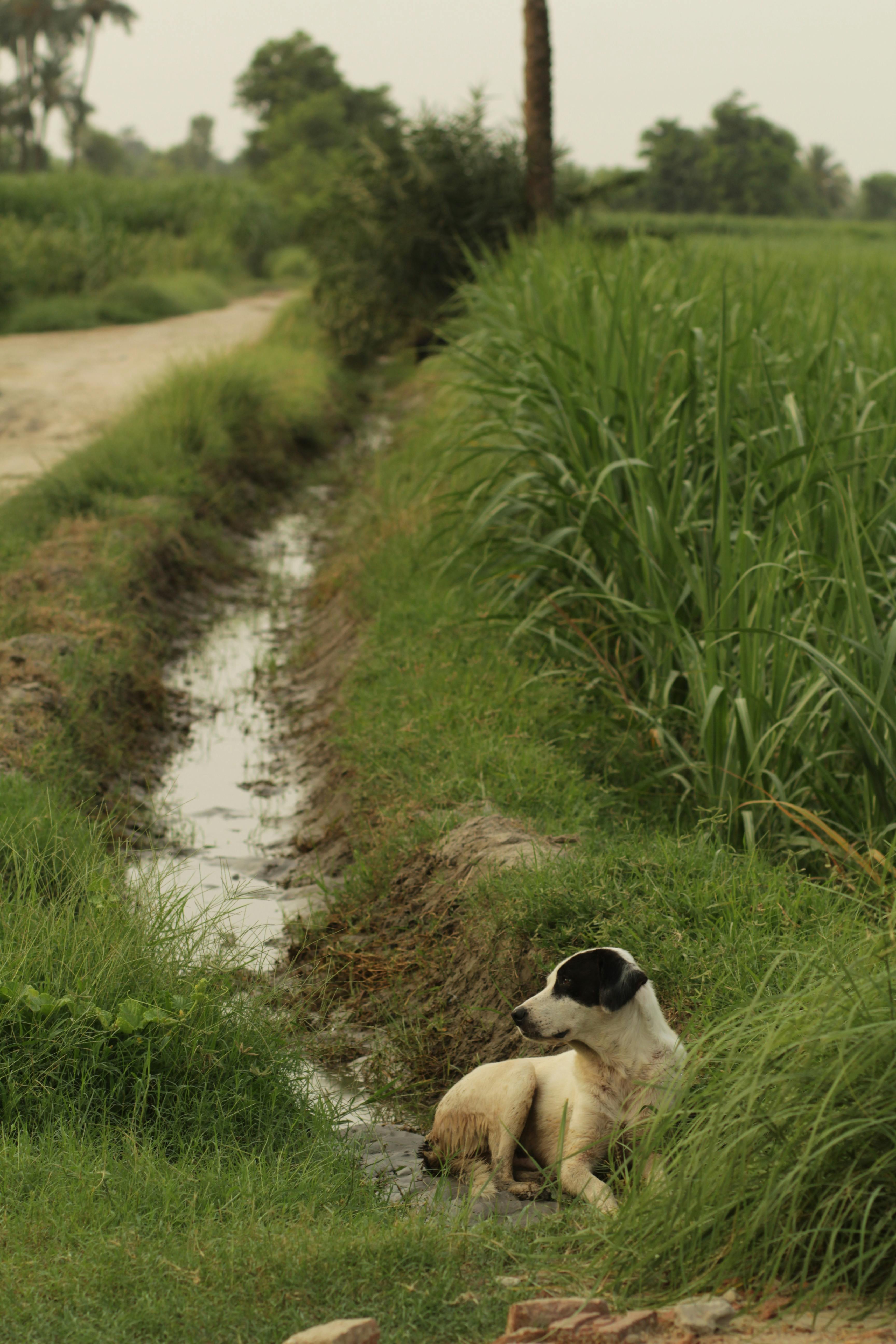 Hund mit Wassertröpfchen