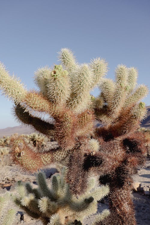 Green and Brown Cactus Plant Under Blue Sky