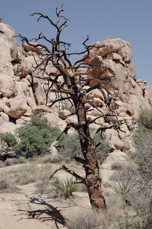 Fotos de stock gratuitas de árbol de joshua, árbol desnudo, árbol sin hojas