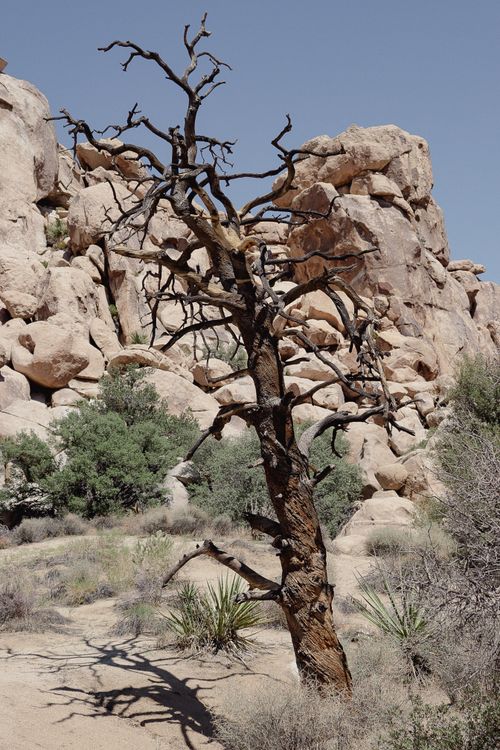 Free Leafless tree in a rocky landscape of Joshua Tree National Park, California. Stock Photo