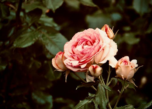 Imagine de stoc gratuită din a închide, delicat, floare roz