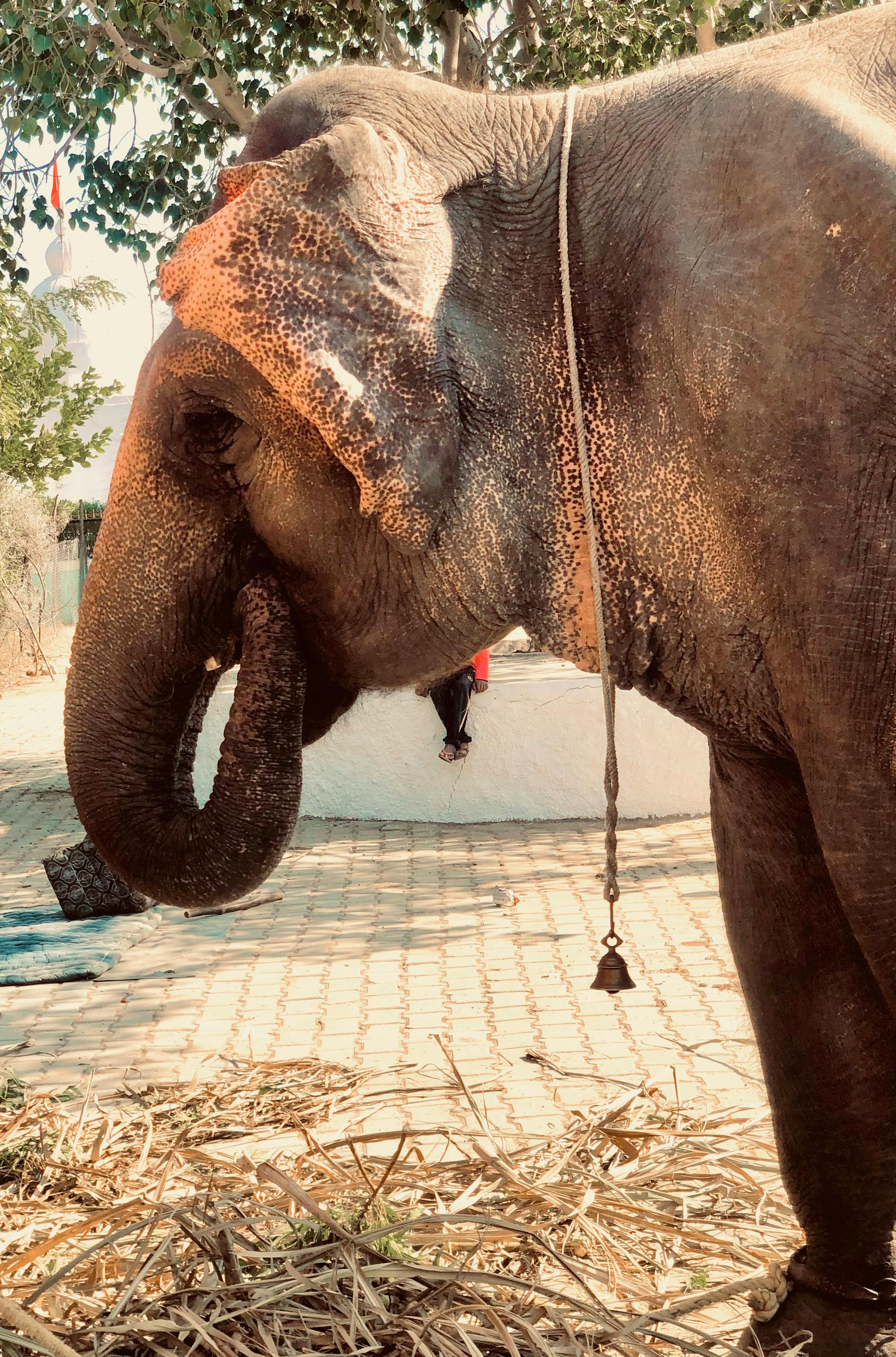 Signage of Big Top Amazing Mirror & Laser Maze · Free Stock Photo