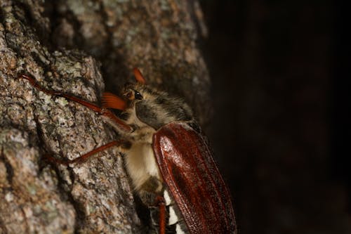 Kostnadsfri bild av artropod, cockchafer, entomologi