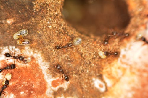Kostnadsfri bild av makrofotografi, myror