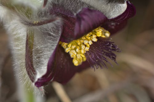 Kostnadsfri bild av fjäder, makrofotografi, vacker blomma