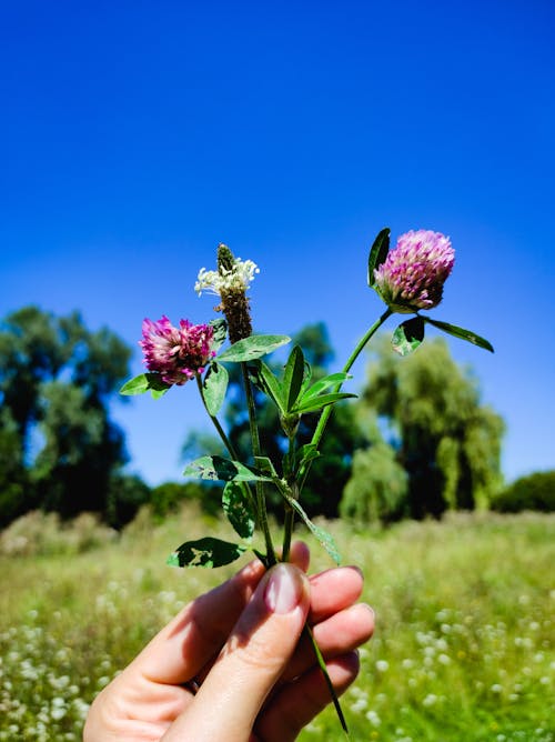 Kostnadsfri bild av ängsgräs, bukett gräs, bukett vilda blommor