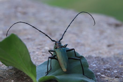 Close-Up Shot of a Musk Beetle on Green Leaf
