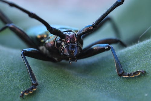 Macro Shot of a Beetle Perched on a Leaf