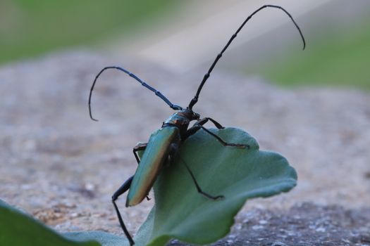 Close-Up Shot of a Musk Beetle on Green Leaf