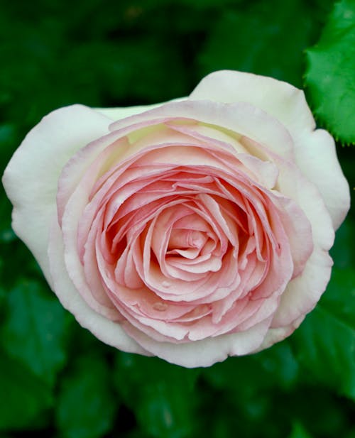 Imagine de stoc gratuită din a închide, floare roz, floră