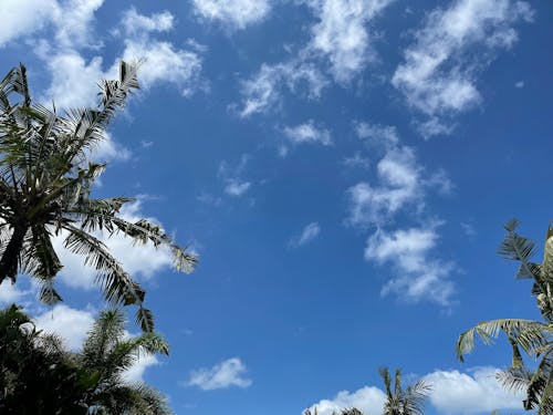 Green Palm Trees Under Blue Sky and White Clouds